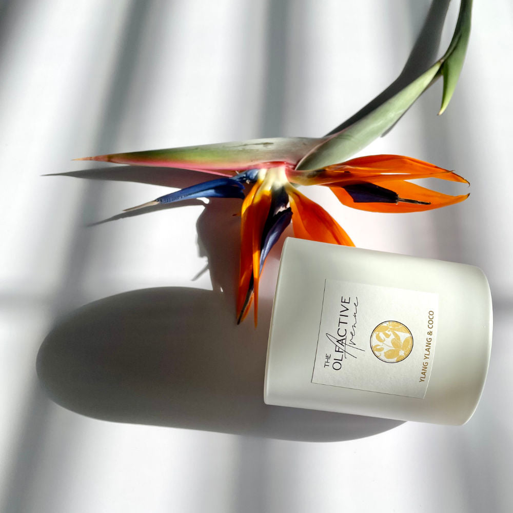 Duftkerze Ylang Ylang & Coco, hochwertige Duftkerzen, exklusive Raumdüfte