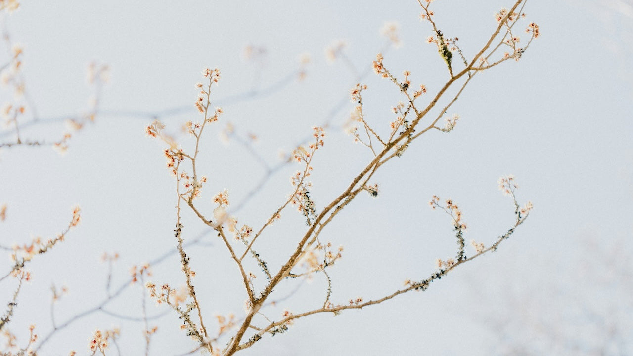 arte Zweige mit erwachenden rosa Blütenknospen als Symbol für die natürlichen Ingredienzen und die Frische der exklusiven Raumdüfte und Kerzen von Olfactive Avenue