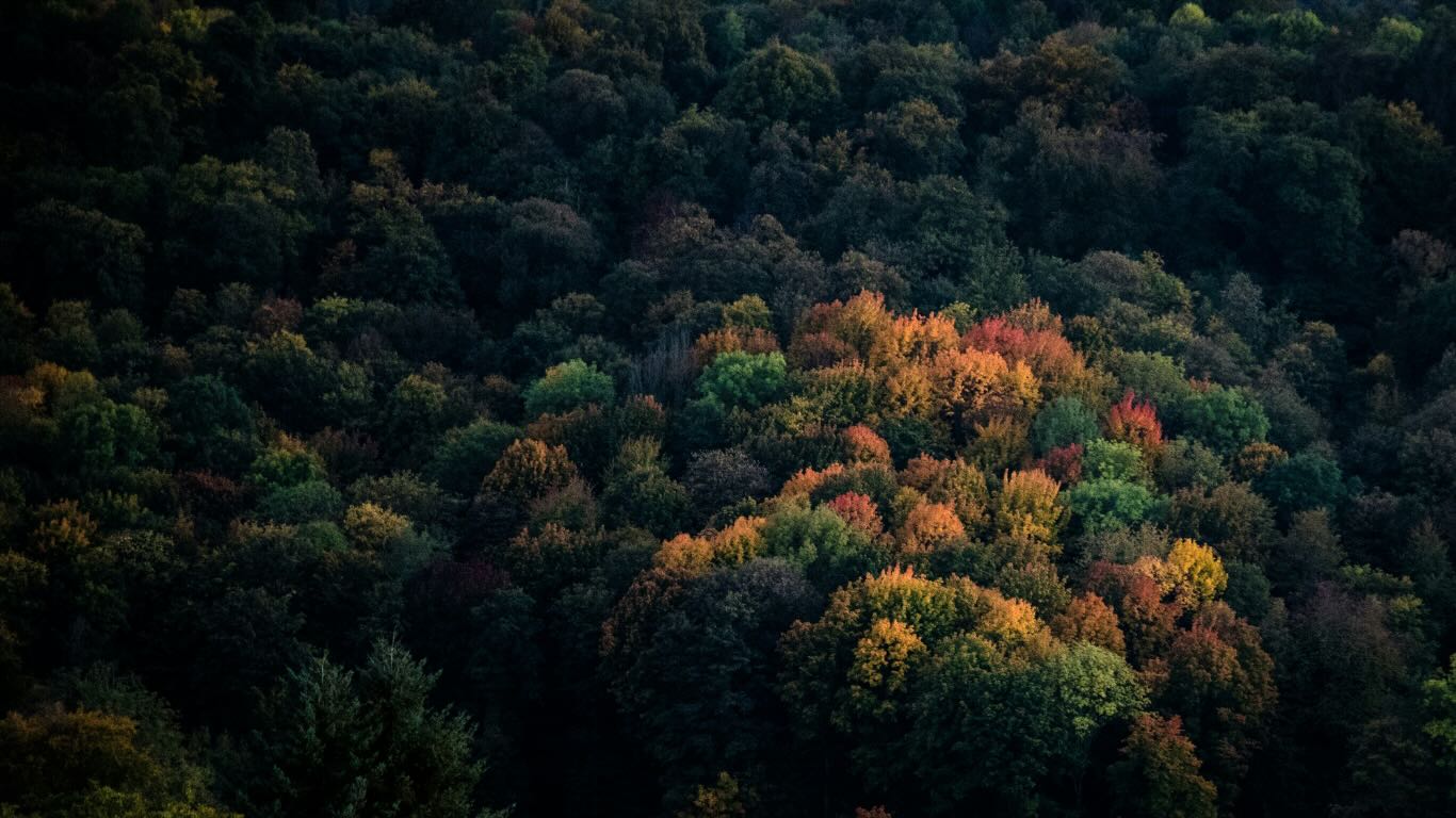 Luftaufnahme eines herbstlichen Waldes in Grün-, Gelb- und Rottönen – natürliche, ruhige Herbststimmung mit The Olfactive Avenue