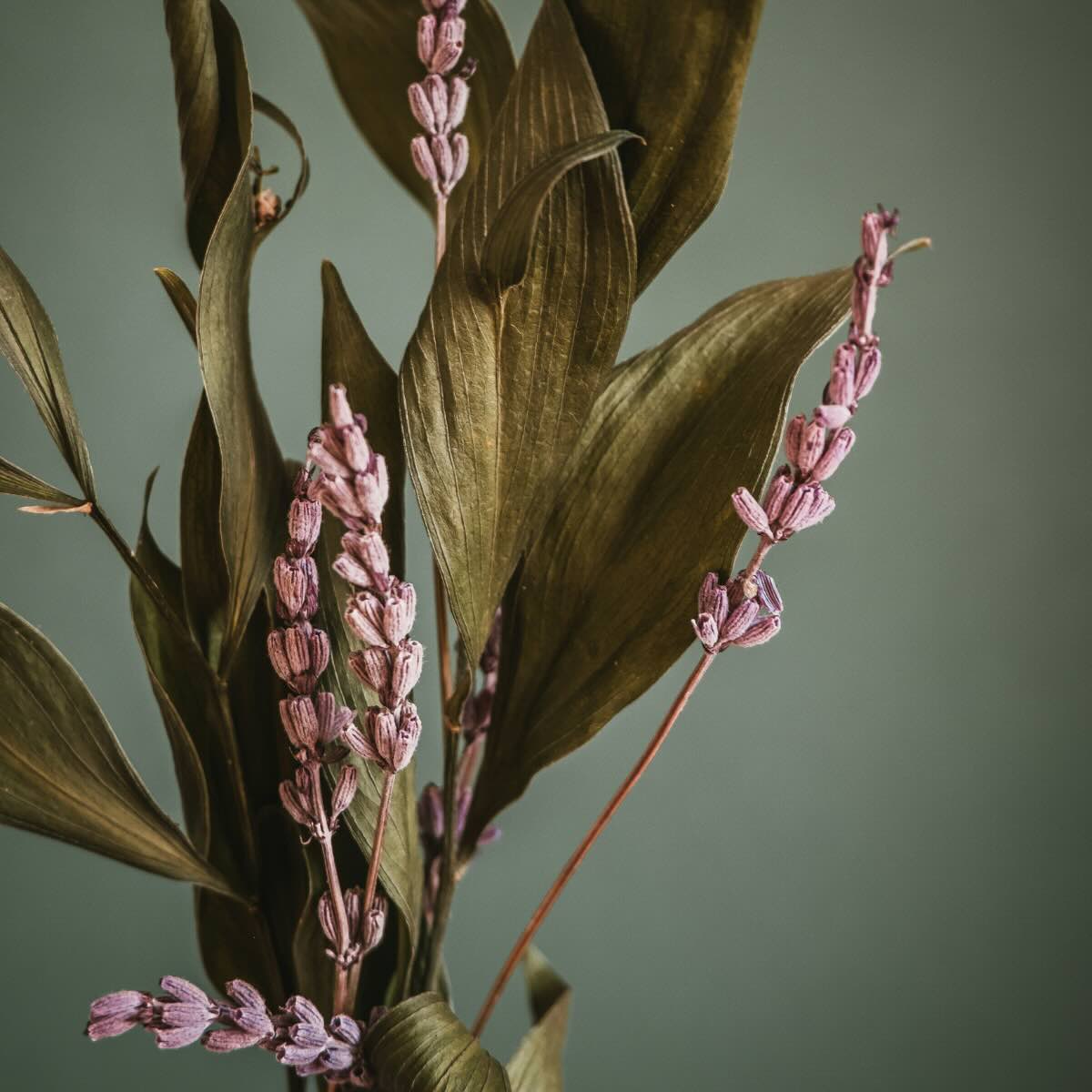 Nahaufnahme von filigranen Lavendelblüten vor einem Hintergrund in Marken-Salbeigrün – Sinnbild für die schadstofffreien, veganen Raumdüfte und Kerzen von The Olfactive Avenue mit echten Parfümölen aus Grasse.