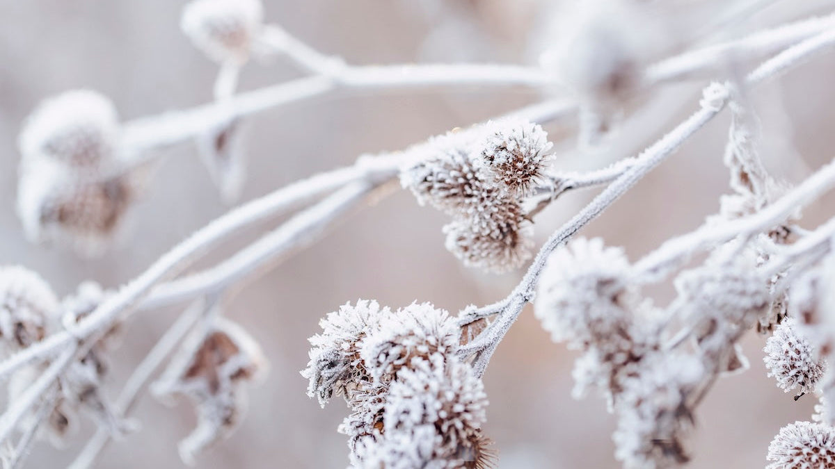 Nahaufnahme von winterlichen Pflanzen mit Raureif als atmosphärisches Hero-Bild für The Olfactive Avenue Premium Raumdüfte und vegane Duftkerzen.